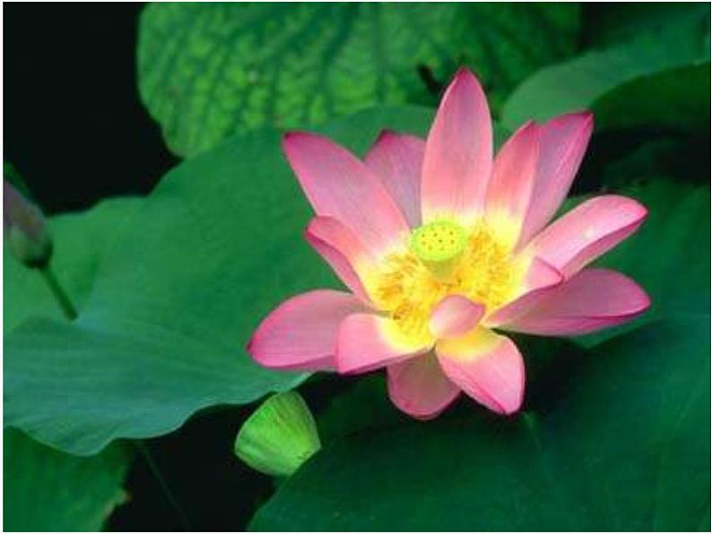 七年级下册《爱莲说》课件第3页