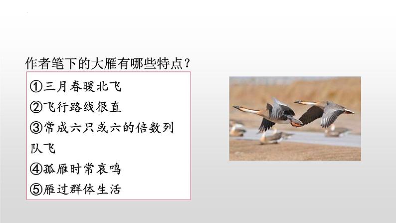 第7课《大雁归来》课件2022—2023学年部编版语文八年级下册第6页