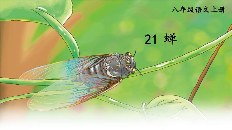 人教版语文8年级上册 第5单元 21 蝉 PPT课件03