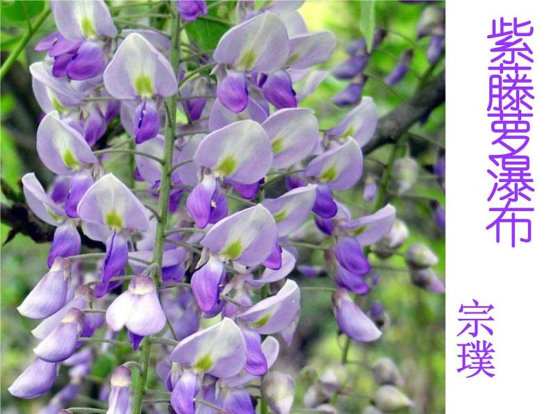 紫藤萝瀑布 课件第4页