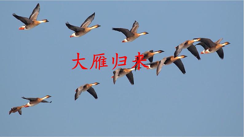 《大雁归来》-2022-2023学年八年级语文下册同步名师精品课件（部编五四制）（上海专用）第2页