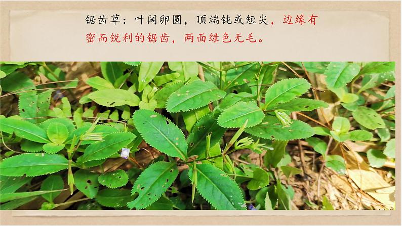 写作：学习仿写-八年级语文下册同步随堂精品课件第1页