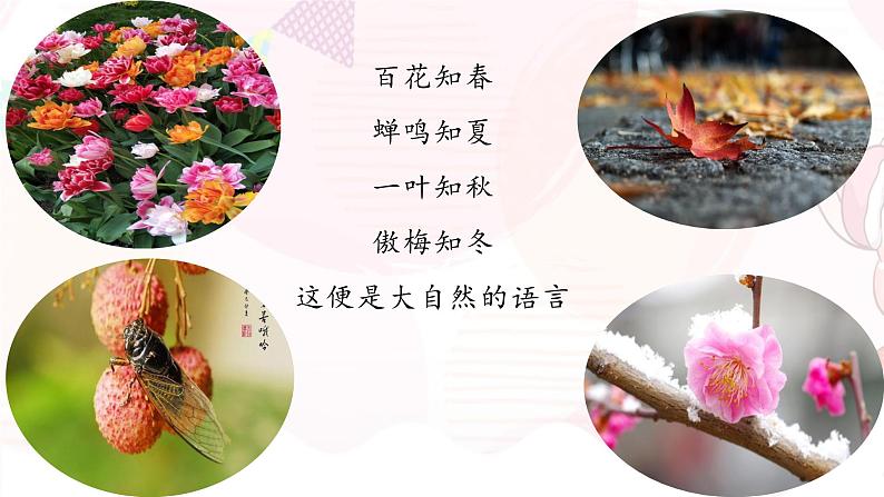 05  大自然的语言-八年级语文下册同步随堂精品课件第5页