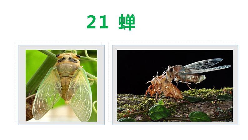 21 蝉-2021-2022学年八年级语文上册同步优课课件（PPT）第2页