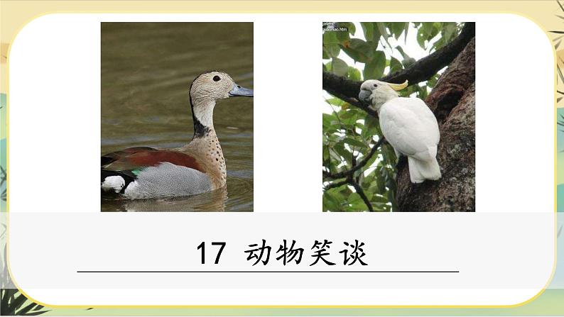 17《动物笑谈》课件PPT02