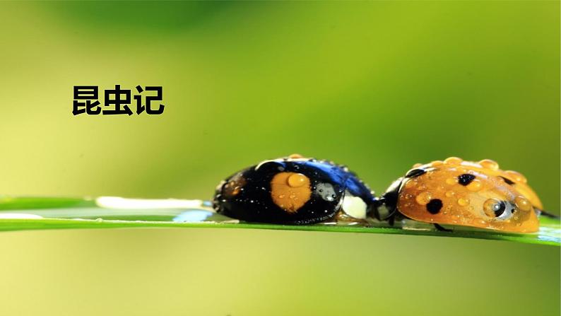 人教部编版语文八上·名著导读  《昆虫记》：科普作品的阅读（课件PPT+素材）01