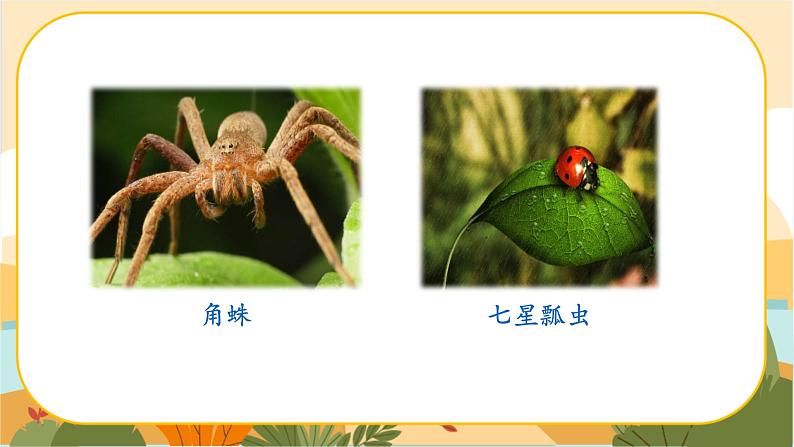 人教部编版语文八上·名著导读  《昆虫记》：科普作品的阅读（课件PPT+素材）06