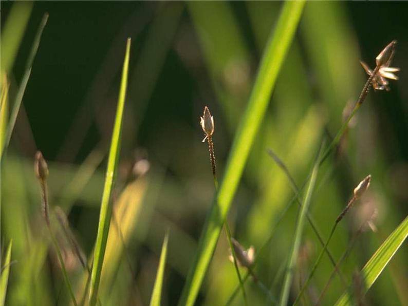 第1课《春》PPT课件2-七年级语文上册统编版第7页