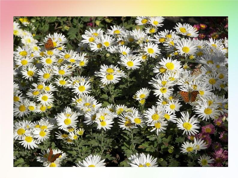 第5课《秋天的怀念》PPT课件1-七年级语文上册统编版第3页