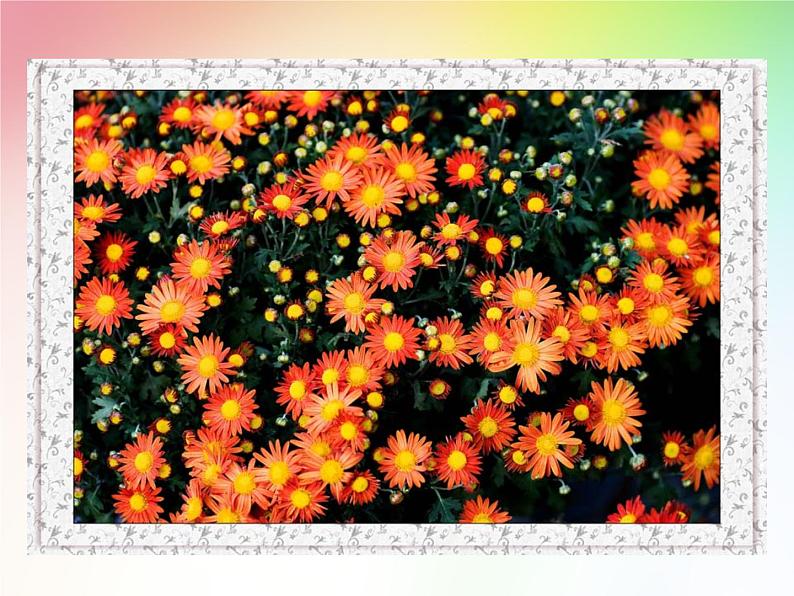 第5课《秋天的怀念》PPT课件1-七年级语文上册统编版第6页