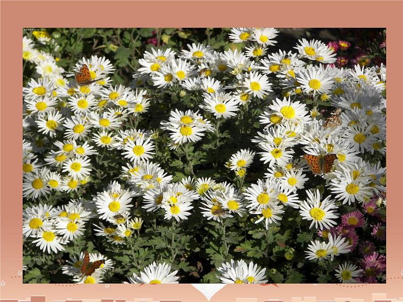 第5课《秋天的怀念》PPT课件5-七年级语文上册统编版第3页