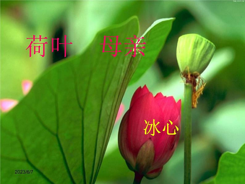 第7课《散文诗两首-荷叶·母亲》PPT课件4-七年级语文上册统编版第5页