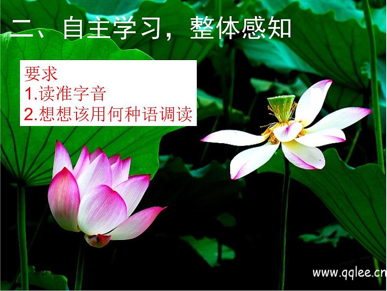 第7课《散文诗两首-荷叶·母亲》PPT课件4-七年级语文上册统编版第8页