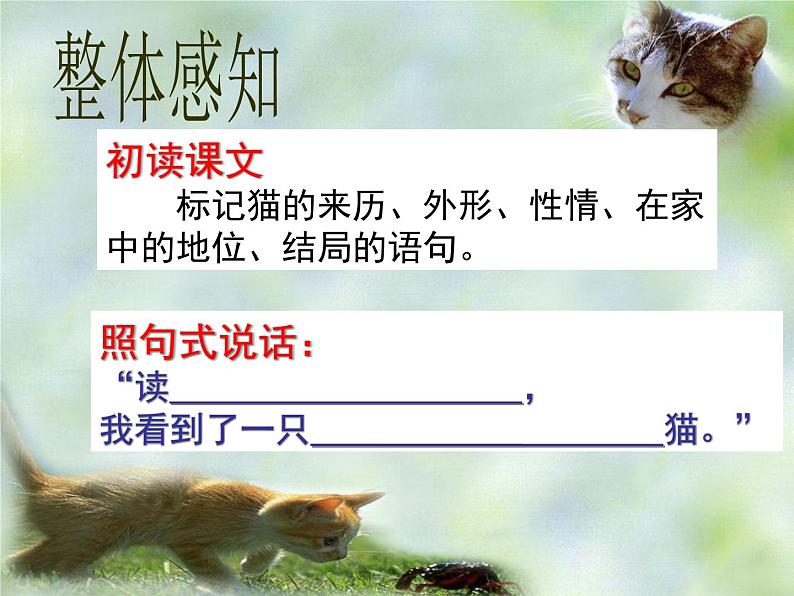 第17课《猫》PPT课件1-七年级语文上册统编版05