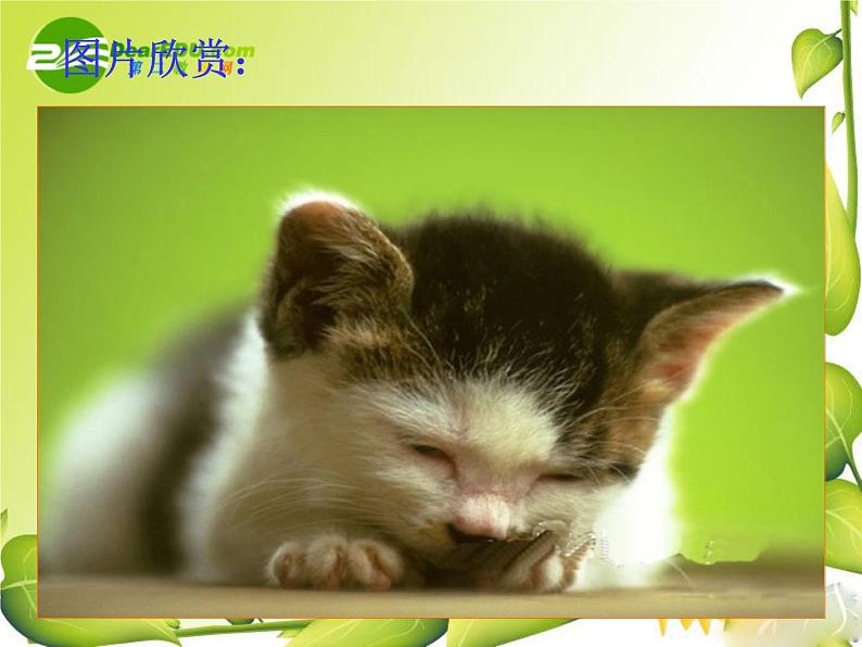 第17课《猫》PPT课件4-七年级语文上册统编版04