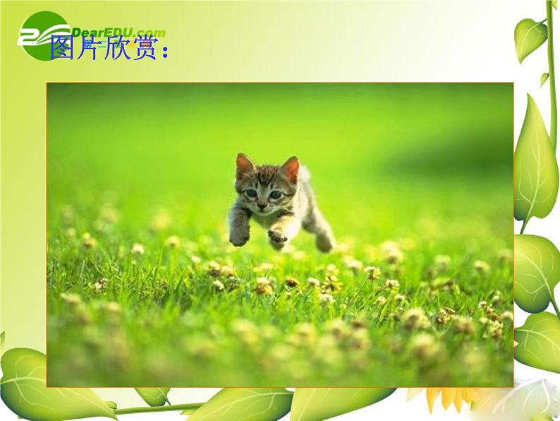 第17课《猫》PPT课件4-七年级语文上册统编版06