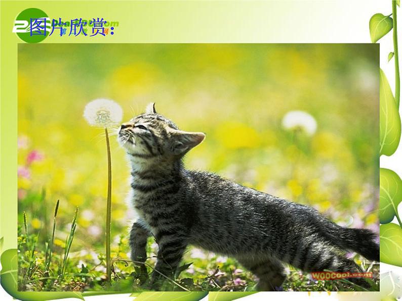 第17课《猫》PPT课件4-七年级语文上册统编版07