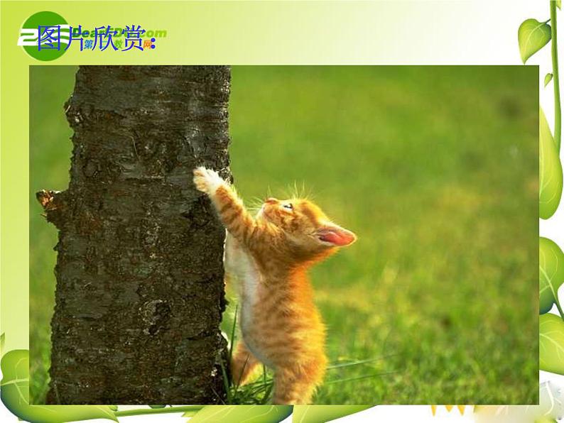 第17课《猫》PPT课件4-七年级语文上册统编版08