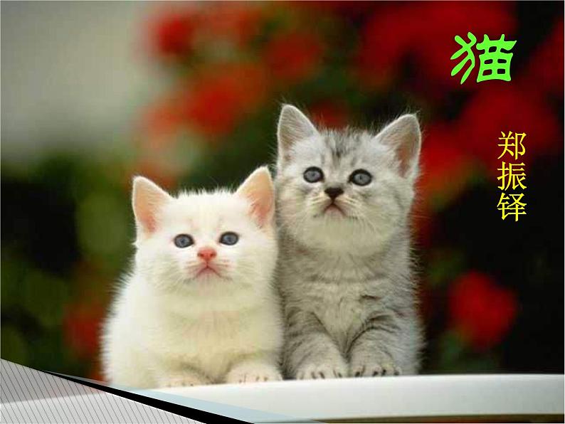 第17课《猫》PPT课件6-七年级语文上册统编版01