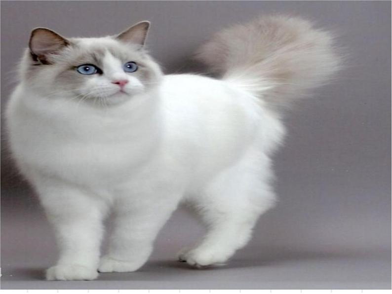 第17课《猫》PPT课件7-七年级语文上册统编版04