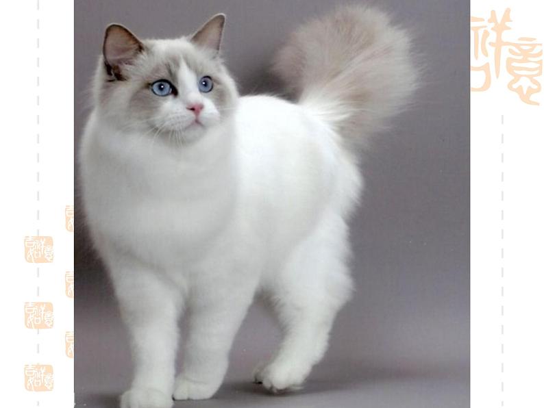 第17课《猫》PPT课件7-七年级语文上册统编版06