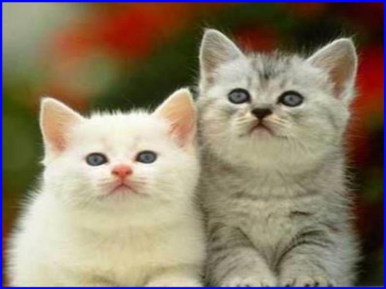 第17课《猫》PPT课件5-七年级语文上册统编版03