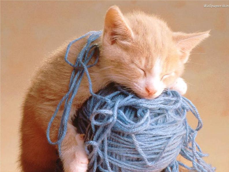 第17课《猫》PPT课件5-七年级语文上册统编版04