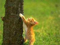 七年级上册猫评课ppt课件