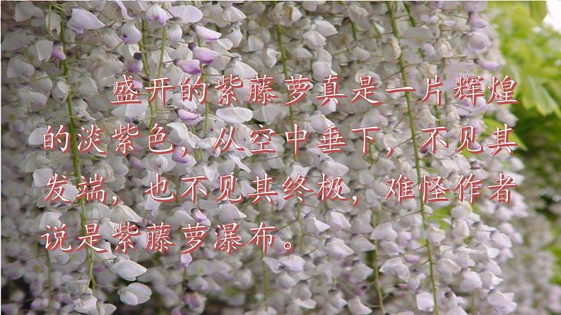 18.紫藤萝瀑布课件PPT第6页