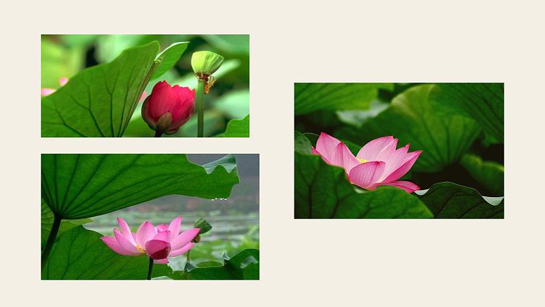 七上金色花同步课件 课件01