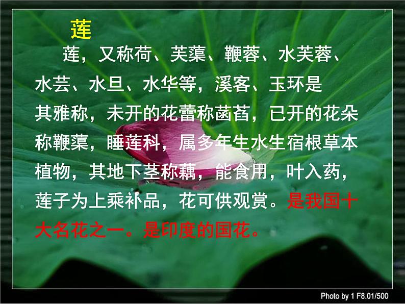 七下17、爱莲说同步课件01