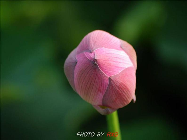 七下17、爱莲说同步课件03