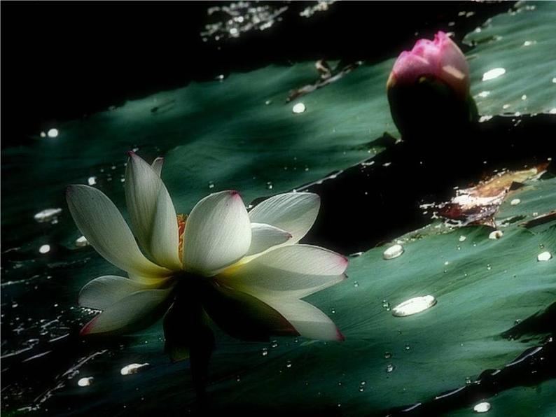 七下17、爱莲说同步课件04