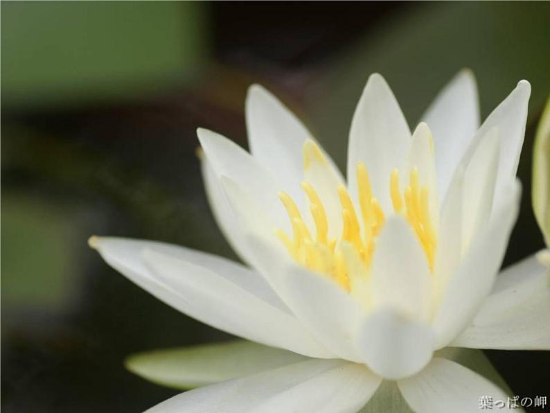 七下17、爱莲说同步课件06