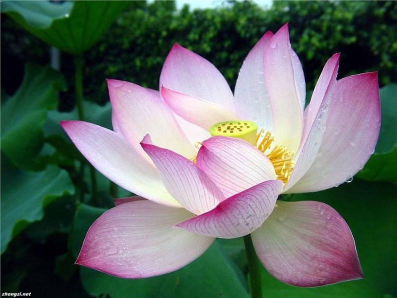 七下17、爱莲说同步课件07