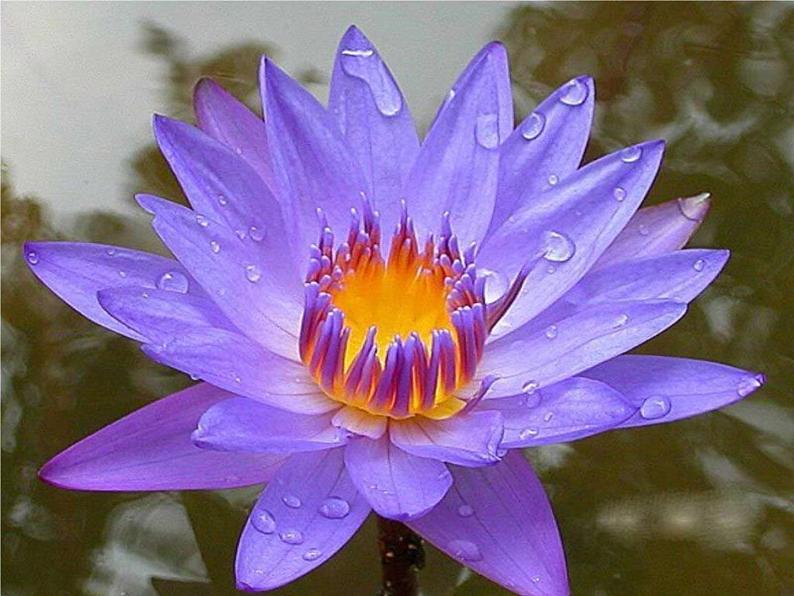 七下17、爱莲说同步课件08