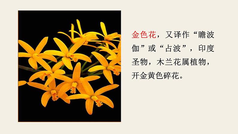 七上散文诗二首（荷叶母亲）同步课件 课件05