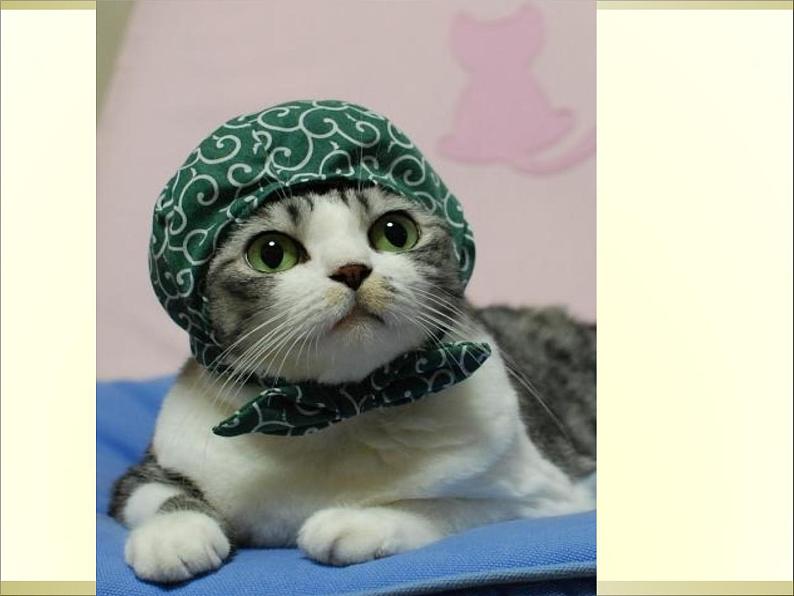 七上猫同步课件 课件01