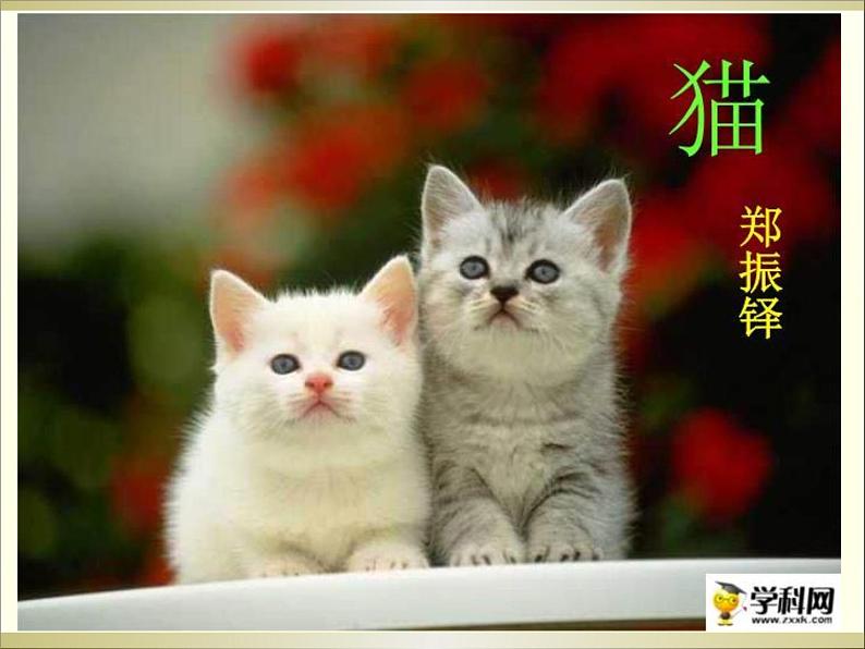 七上猫同步课件 课件02