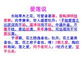 七下爱莲说复习课件