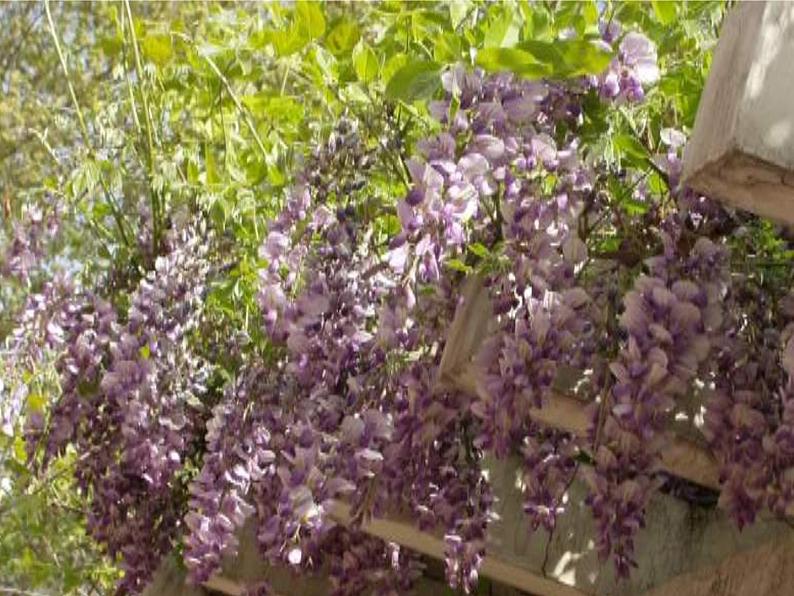 第17课《紫藤萝瀑布》PPT课件4-七年级语文下册统编版第5页