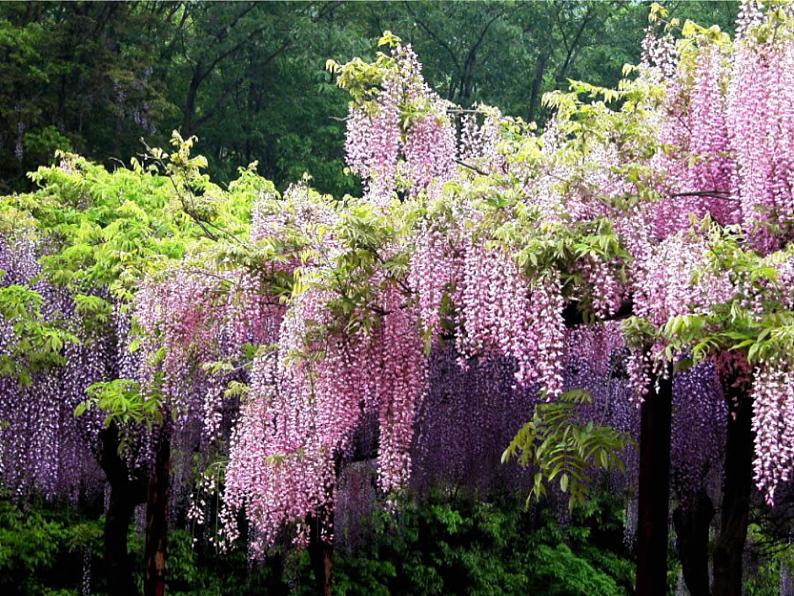 第17课《紫藤萝瀑布》PPT课件2-七年级语文下册统编版第1页