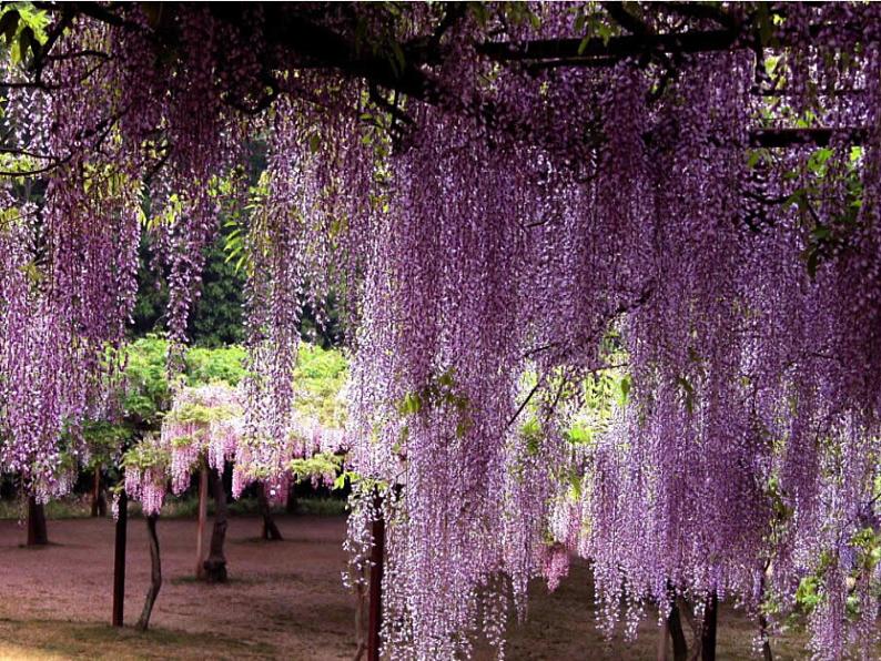 第17课《紫藤萝瀑布》PPT课件2-七年级语文下册统编版第2页