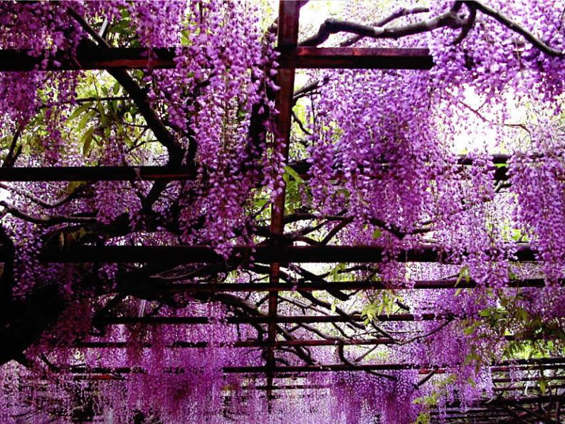 第17课《紫藤萝瀑布》PPT课件2-七年级语文下册统编版第3页