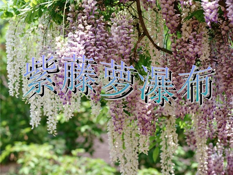 第17课《紫藤萝瀑布》PPT课件2-七年级语文下册统编版第4页