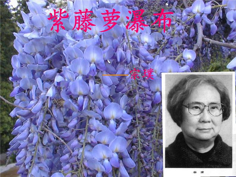 第17课《紫藤萝瀑布》PPT课件5-七年级语文下册统编版第1页