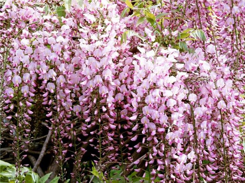 第17课《紫藤萝瀑布》PPT课件5-七年级语文下册统编版第3页