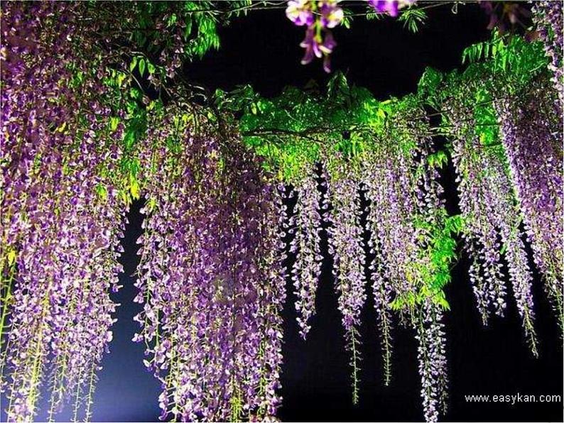 第17课《紫藤萝瀑布》PPT课件5-七年级语文下册统编版第6页