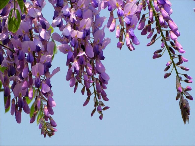 第17课《紫藤萝瀑布》PPT课件6-七年级语文下册统编版第8页