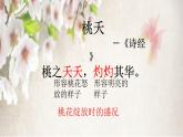 第18课《一棵小桃树》PPT课件8-七年级语文下册统编版
